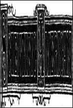Scientific  American, Volume XLIII., No. 25, December 18, 1880
A Weekly Journal of Practical Information, Art, Science,
Mechanics, Chemistry, and Manufactures.