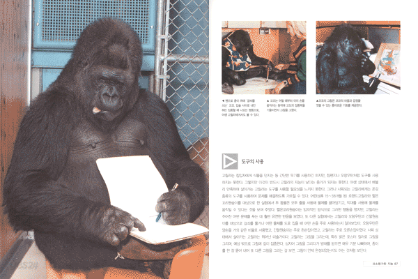 고릴라