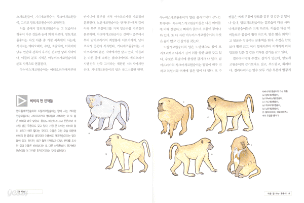 비비