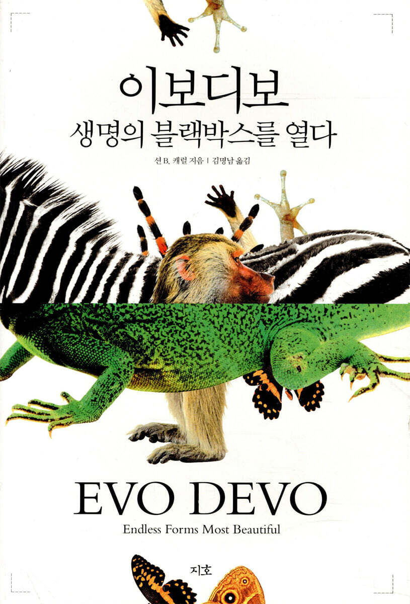 이보디보
