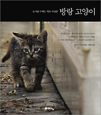 방랑 고양이
