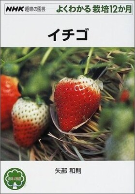 イチゴ