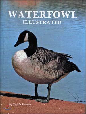 Waterfowl Illustrated