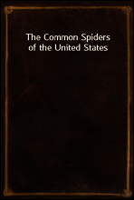 The Common Spiders of the United States