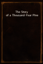 The Story of a Thousand-Year Pine