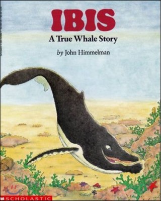 Ibis: A True Whale Story