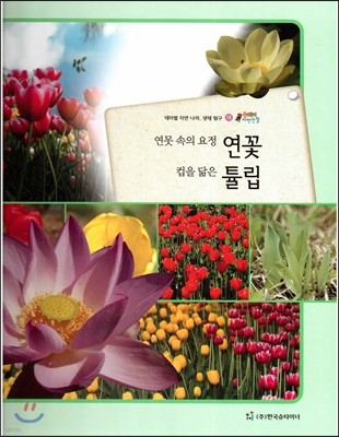 올빼미 자연관찰 16 연못 속의 요정 연꽃 컵을 닮은 튤립 (식물) 