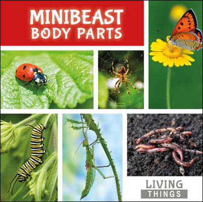 Minibeast Body Parts