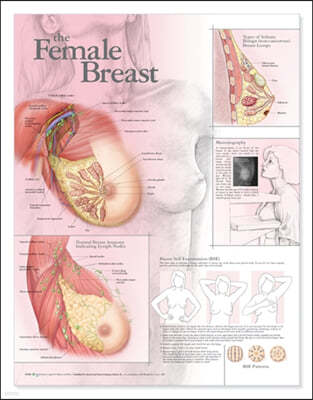 Female Breast Anatomy Anatomical Chart