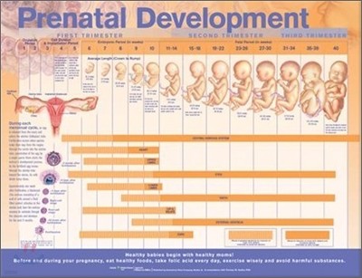 Prenatal Development Anatomical Chart