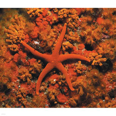   / ǵ (THE ULTIMATE ANIMAL / ECHINODERMS)