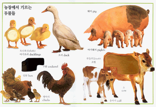 촉각그림책