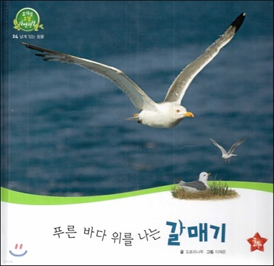 호기심 오감 자연관찰 24 푸른 바다 위를 나는 갈매기 (날개 있는 동물) 