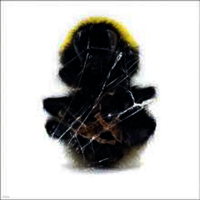 Deadbeat — Walls & Dimensions (Gatefold) 앨범 커버