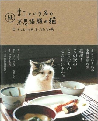 續 まこという名の不思議顔の猫