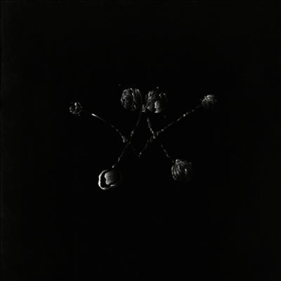 Waterstrider - Nowhere Now (LP)
