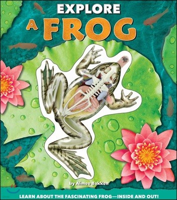 Explore a Frog