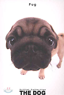 Pug(퍼그)