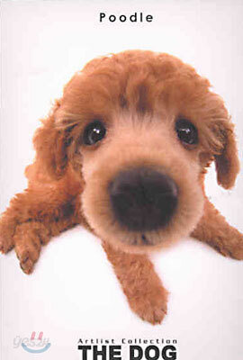 Poodle(푸들)