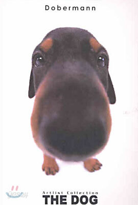Dobermann(도베르만)