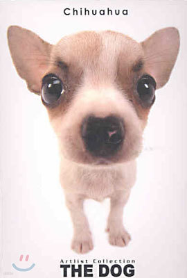 Chihuahua(ġͿ)