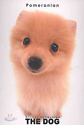 Pomeranian(포메라니안)