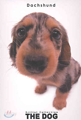 Dachshund(닥스훈트)