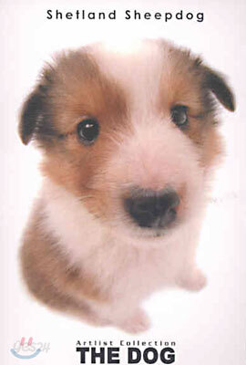 Shetland Sheepdog(셰틀랜드 시프도그)