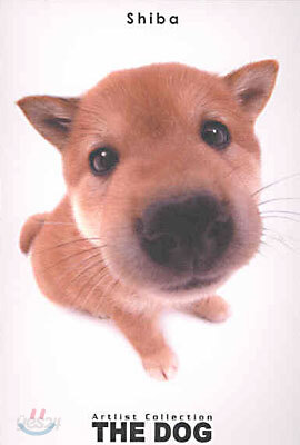 Shiba(시바)