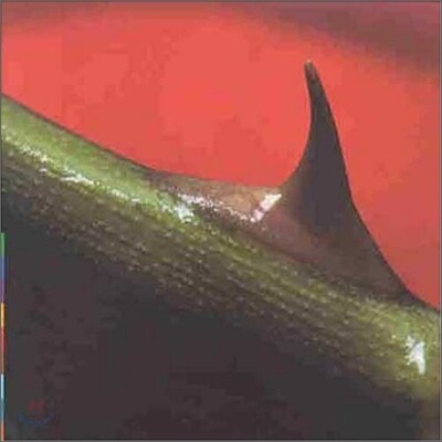 Nusrat Fateh Ali Khan - Night Song