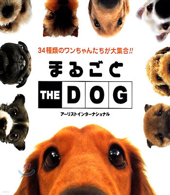 ު몴 THE DOG