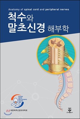 척수와 말초신경 해부학