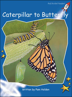Caterpillar to Butterfly