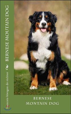 bernese moutain dog