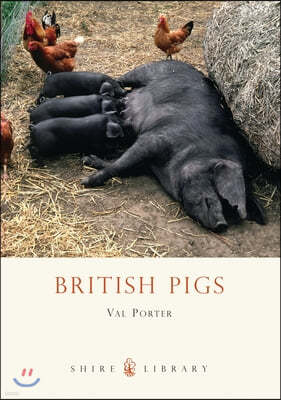 British Pigs