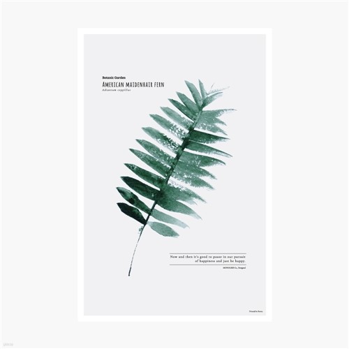 Ÿа Ʈī  - American maidenhair fern
