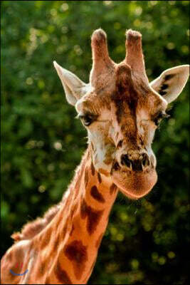 Giraffe Journal