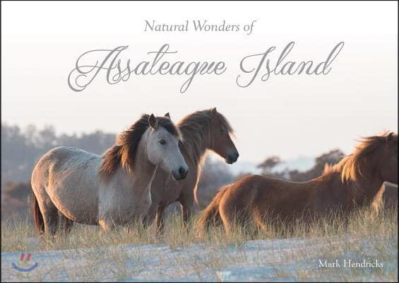 Natural Wonders of Assateague Island