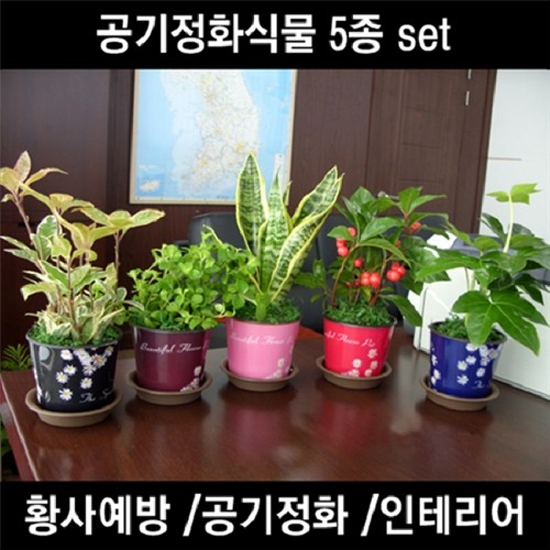 [공기정화]오로라화분 5종세트(식물선택)