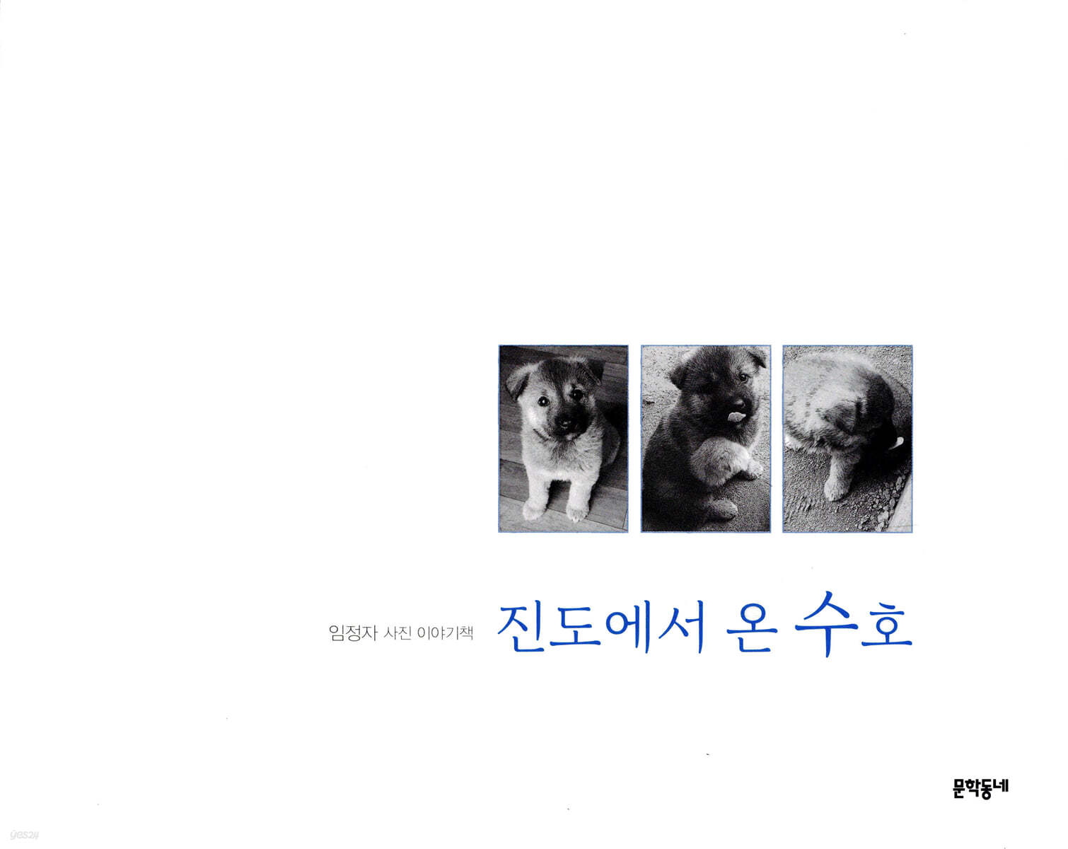 진도에서 온 수호