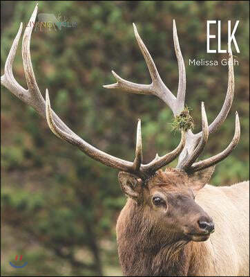 Elk