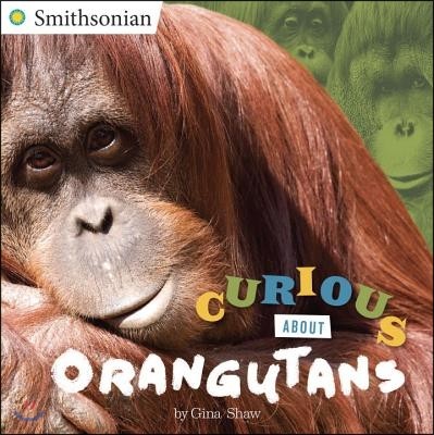Curious about Orangutans