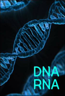 DNA RNA : ü,  ߻