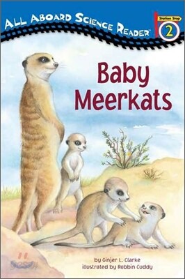 Baby Meerkats