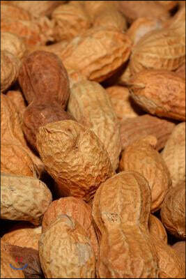 Fresh Roasted Peanuts in the Shell Snack Journal: 150 Page Lined Notebook/Diary