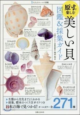 原寸で樂しむ美しい貝圖鑑&採集ガイド
