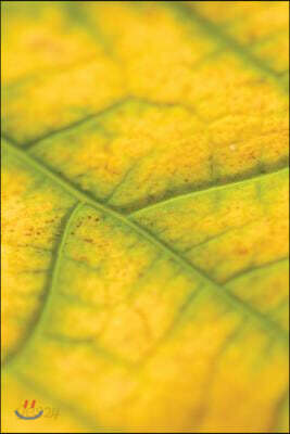 Autumn's Creep Grid Notebook: 150 Page Grid Notebook Journal Diary