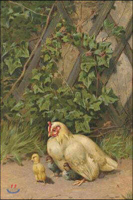 Journal: White Hen with Three Chicks