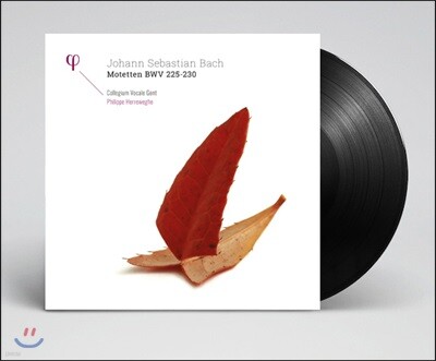 Robin Blaze,Collegium Vocale Gent,Peter Kooy,Dorothee Mields,Hans-Jorg Mammel — Philippe Herreweghe 바흐: 모테트 BWV 225-230 - 필립 헤레베헤 앨범 커버