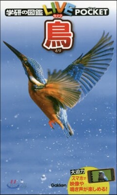 鳥